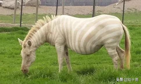 罕见动物60种大开眼界,十种罕见动物