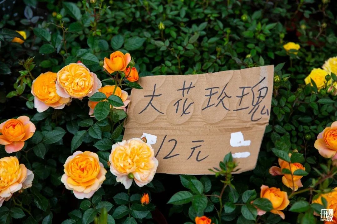 深夜去广州的花卉市场买花,如何逛斗南花卉市场买花便宜