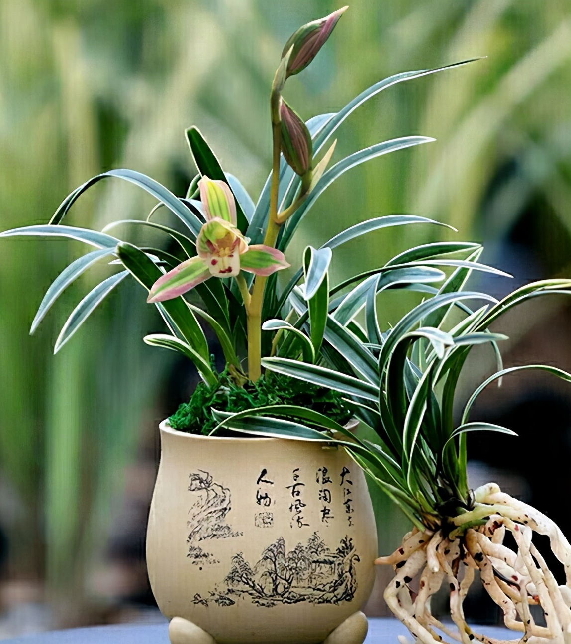 帝王妃兰花是珍稀品种吗,帝王妃兰花喜阴还是喜阳