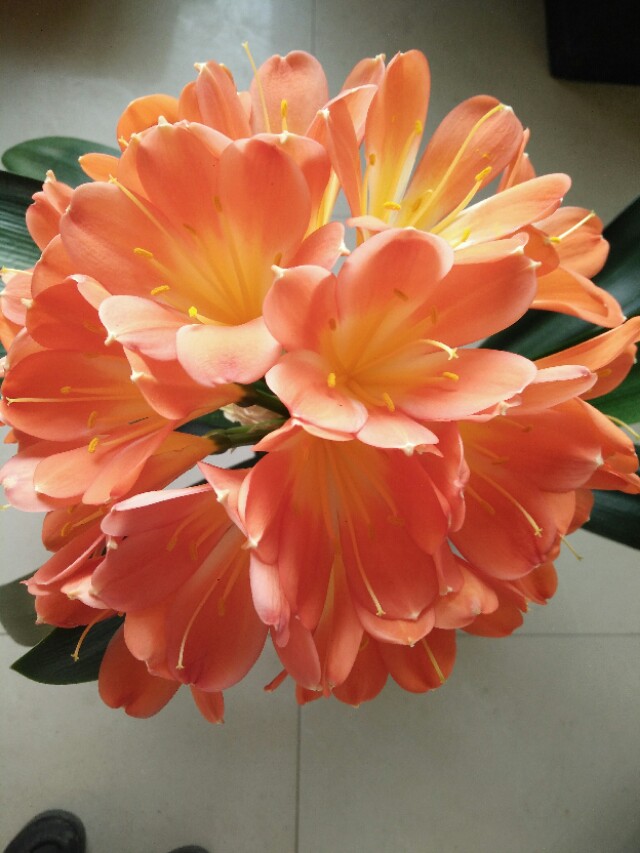 四季开花的君子兰有什么品种,君子兰花卉哪个品种最好