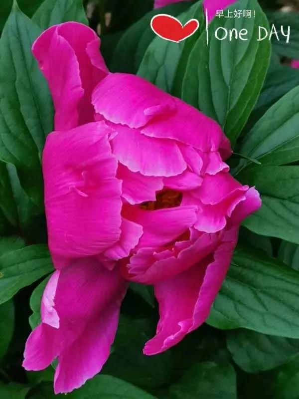 异地不动产如何就地预缴增值税