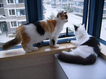 为什么不可以拽猫猫的尾巴,拽猫尾巴能引起什么后果