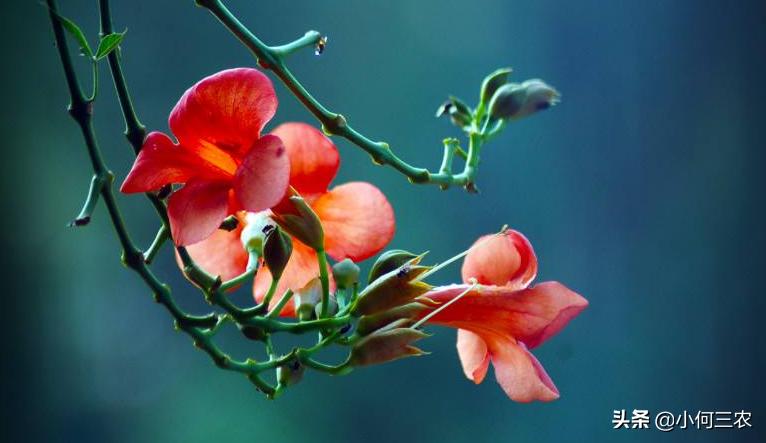 小红花移栽的方法,红花倒水莲种植