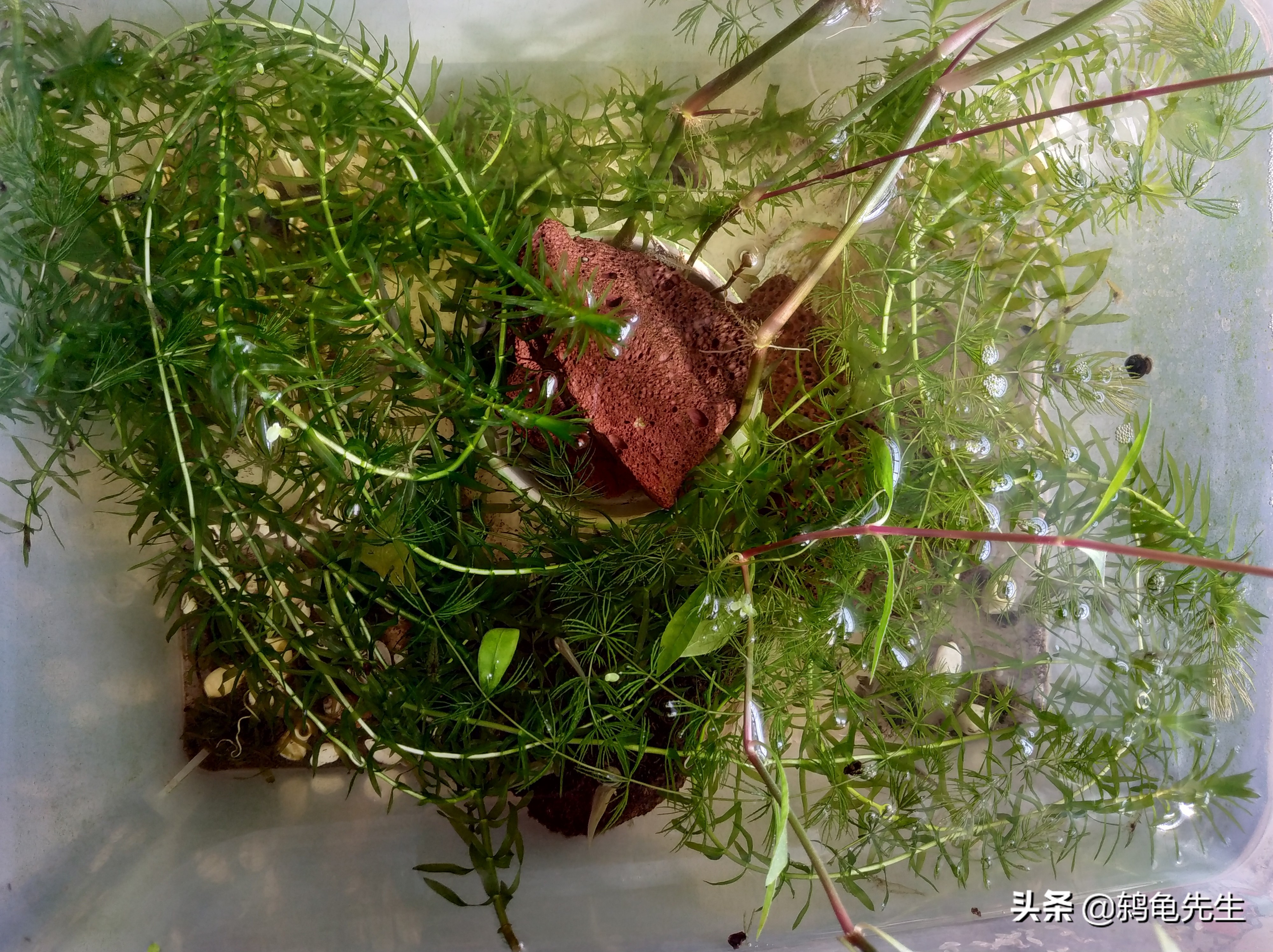 鱼缸养河蚌可以净化水质吗,鱼缸水中爆藻养河蚌