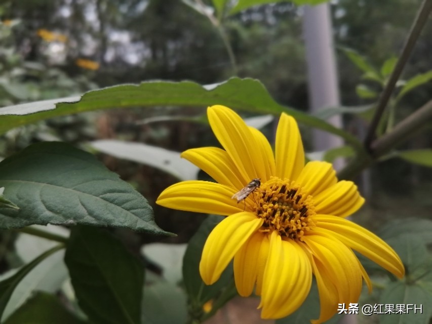 洋姜开花,秋天的洋姜花