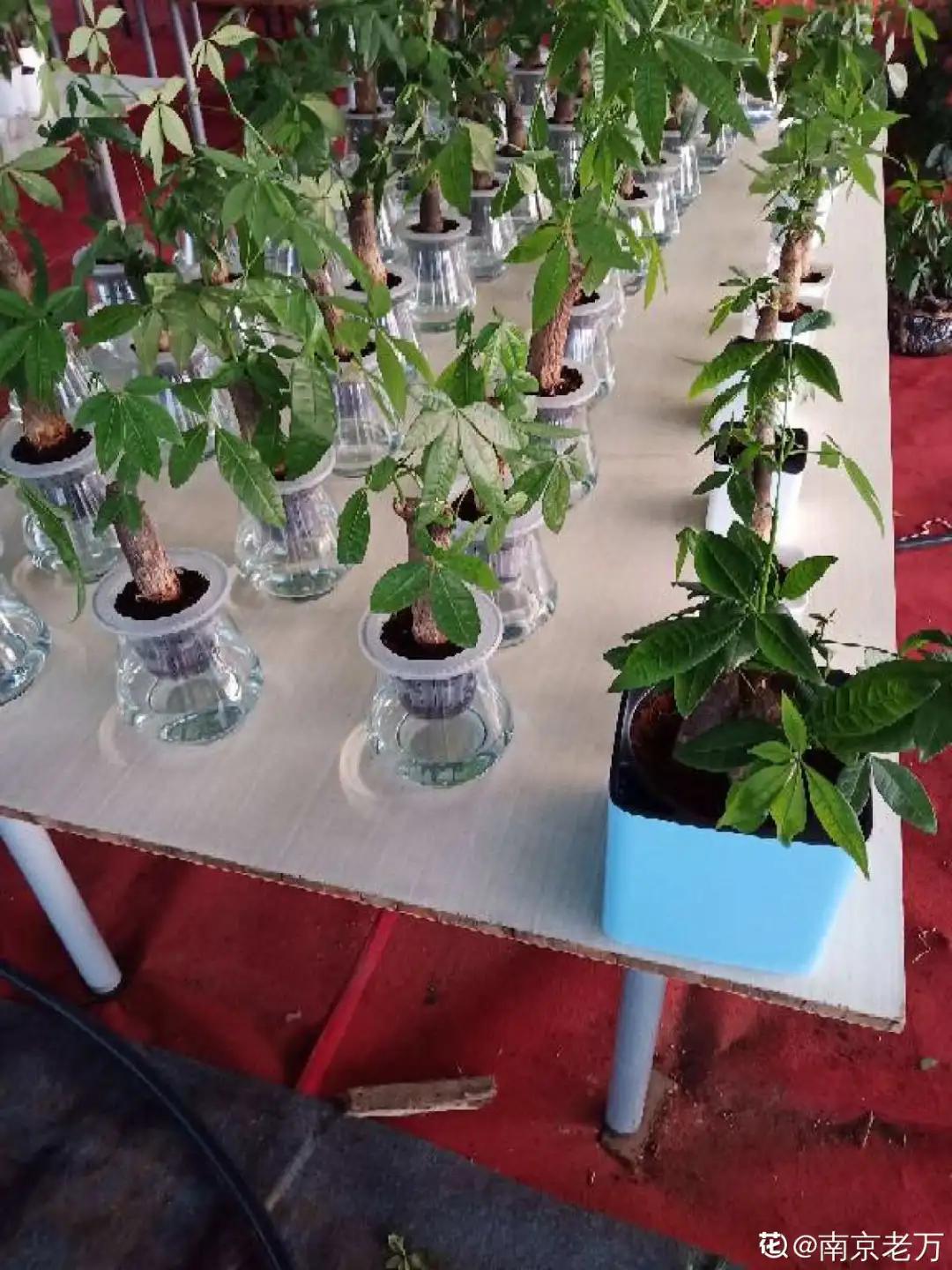 养花土的管理,土培养花怎么养才不会爆盆