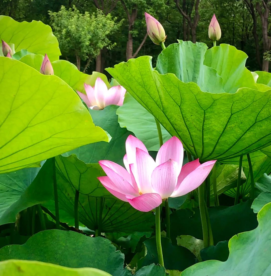淘客店铺代理软件,淘客软件代理