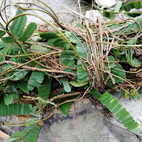 鸡骨草的用途可药用和食用，误食会中毒，用前必须要了解它的特点