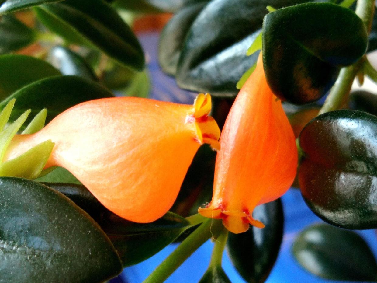 室内养花养这几款花,秋天金鱼花怎么养才开花