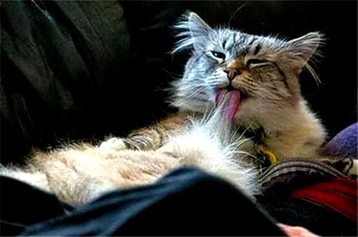 猫呕吐的原因毛球症 (猫咪呕吐毛球是怎么回事)