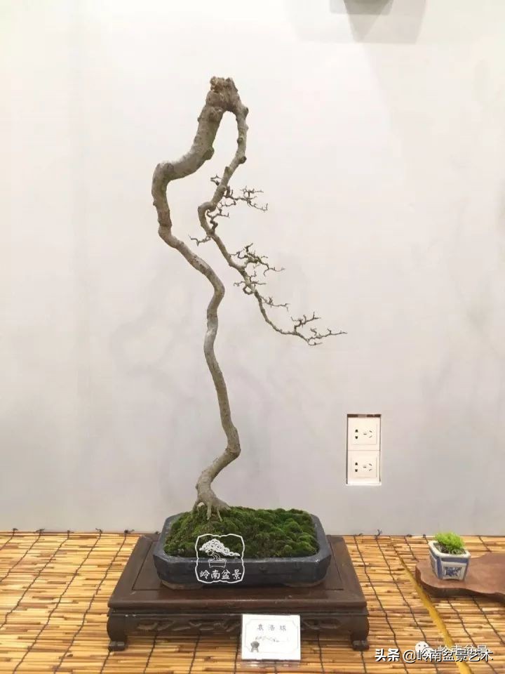 以根代杆下细上粗式盆景图片,各种老根盆景