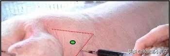 给猪打针打的鼓包了怎么办,给猪打针的时候应激了怎么办