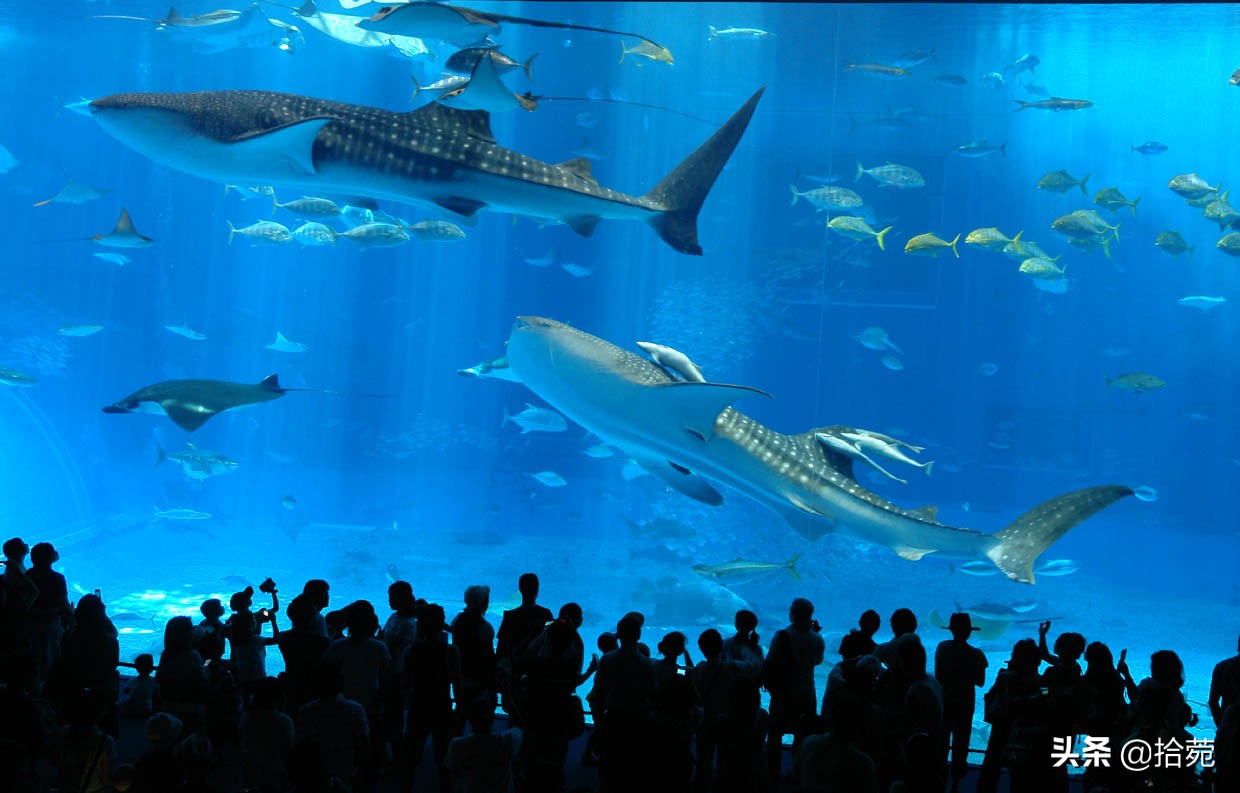 大阪带娃游玩攻略,日本大阪带孩子旅游攻略