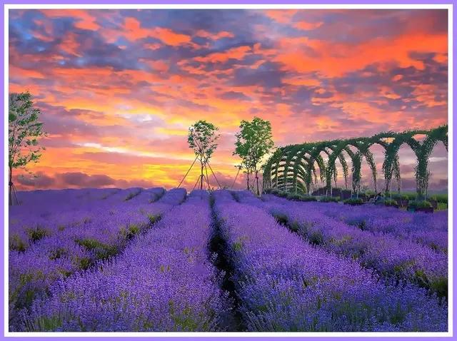 魔都四月赏花,魔都春季赏花好地方