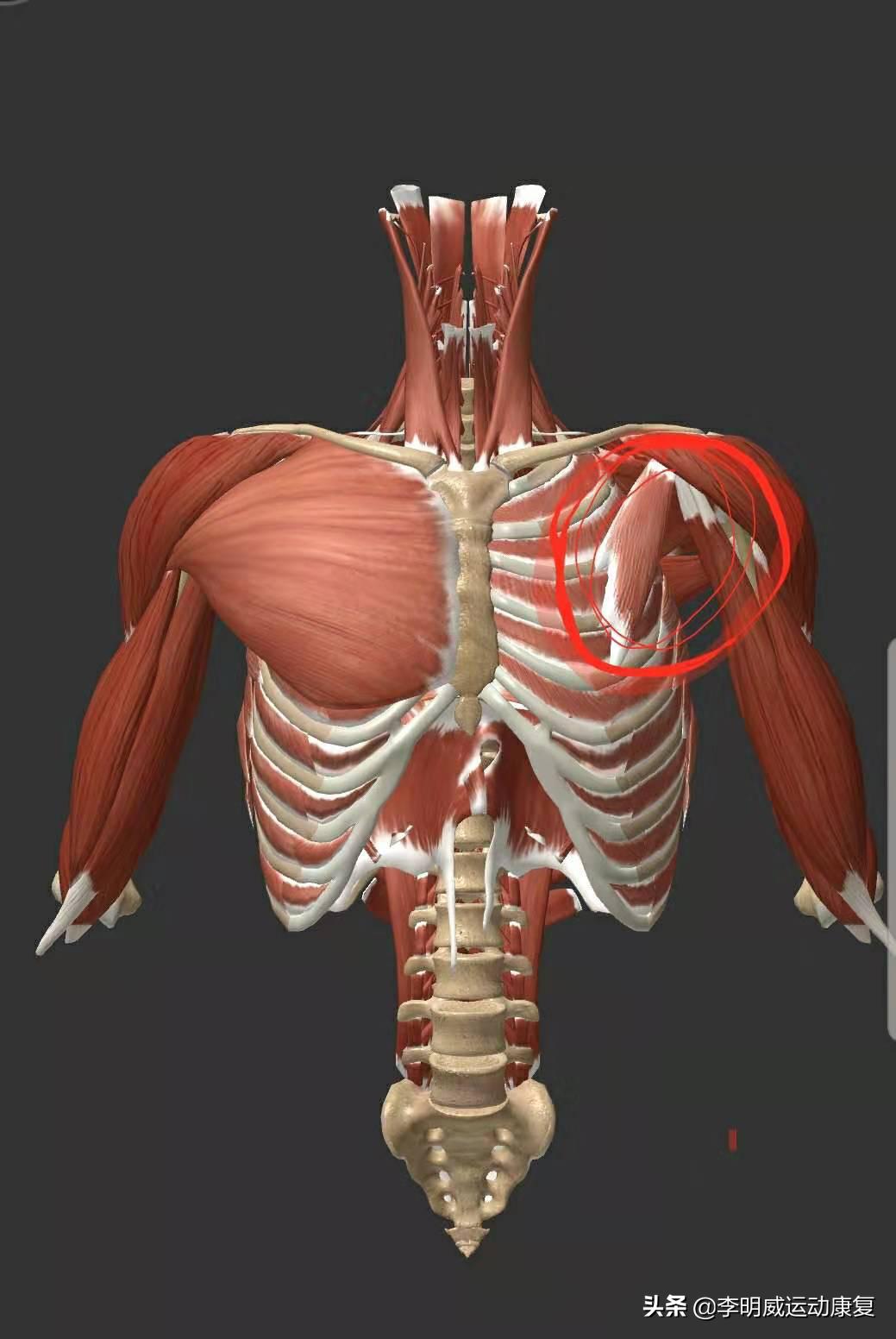 久坐一族如何缓解腰痛,办公室久坐一族腰疼