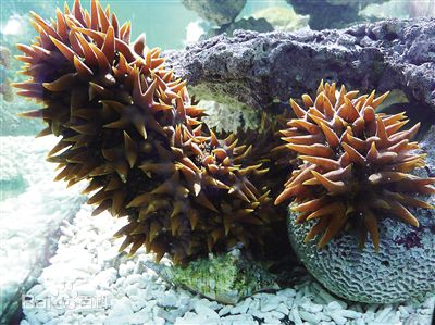 最有营养的海参是哪一种,哪几种海参可以直接食用