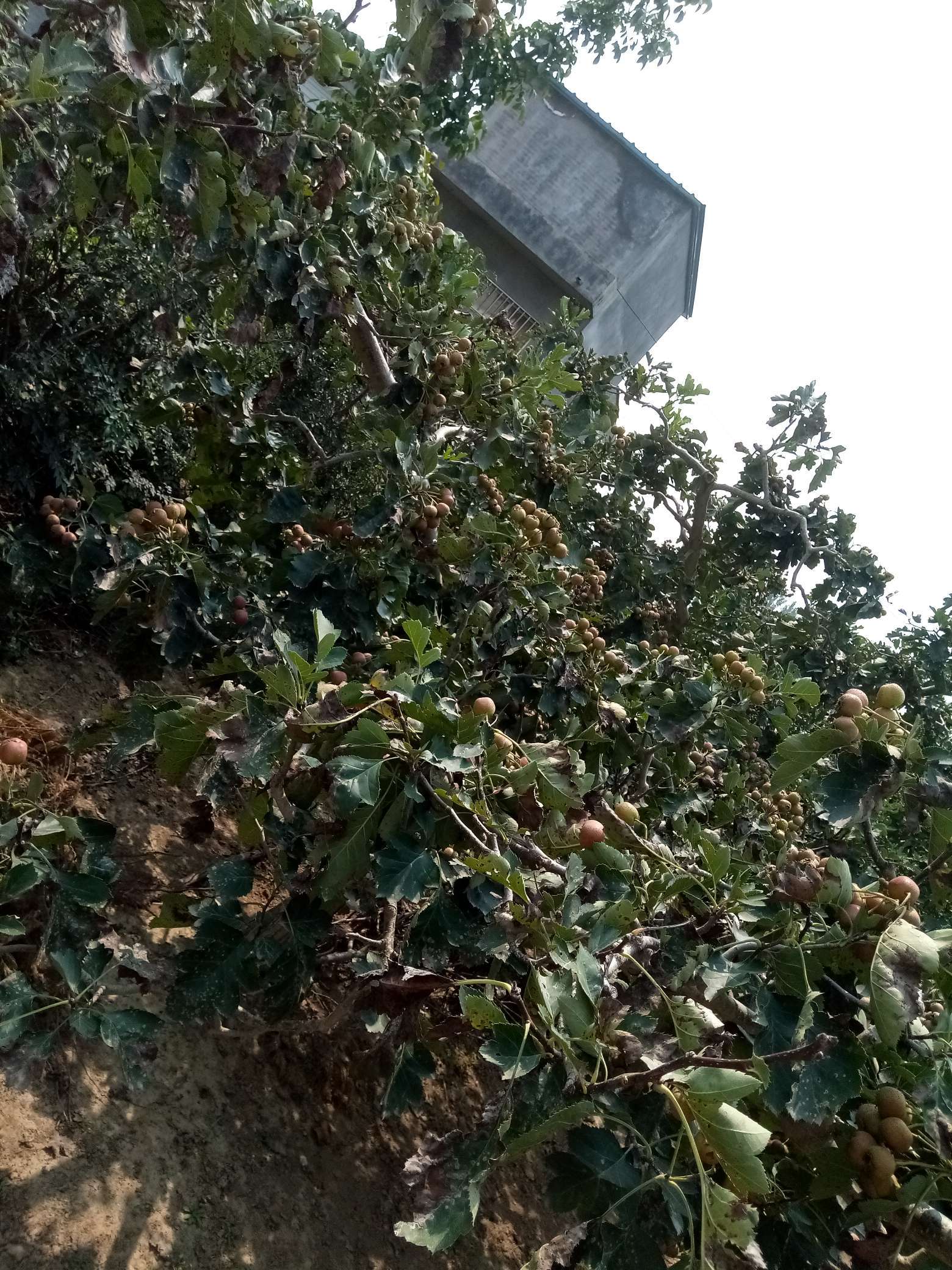 山楂树有什么病虫害如何防治,山楂树已经有锈病怎么治