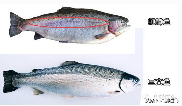 有人拿什么鱼冒充三文鱼,怎么分清楚真假三文鱼