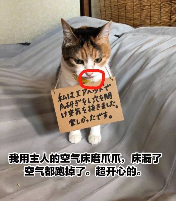 猫猫静悄悄歌曲,当猫猫静悄悄地过去偷吃你的东西