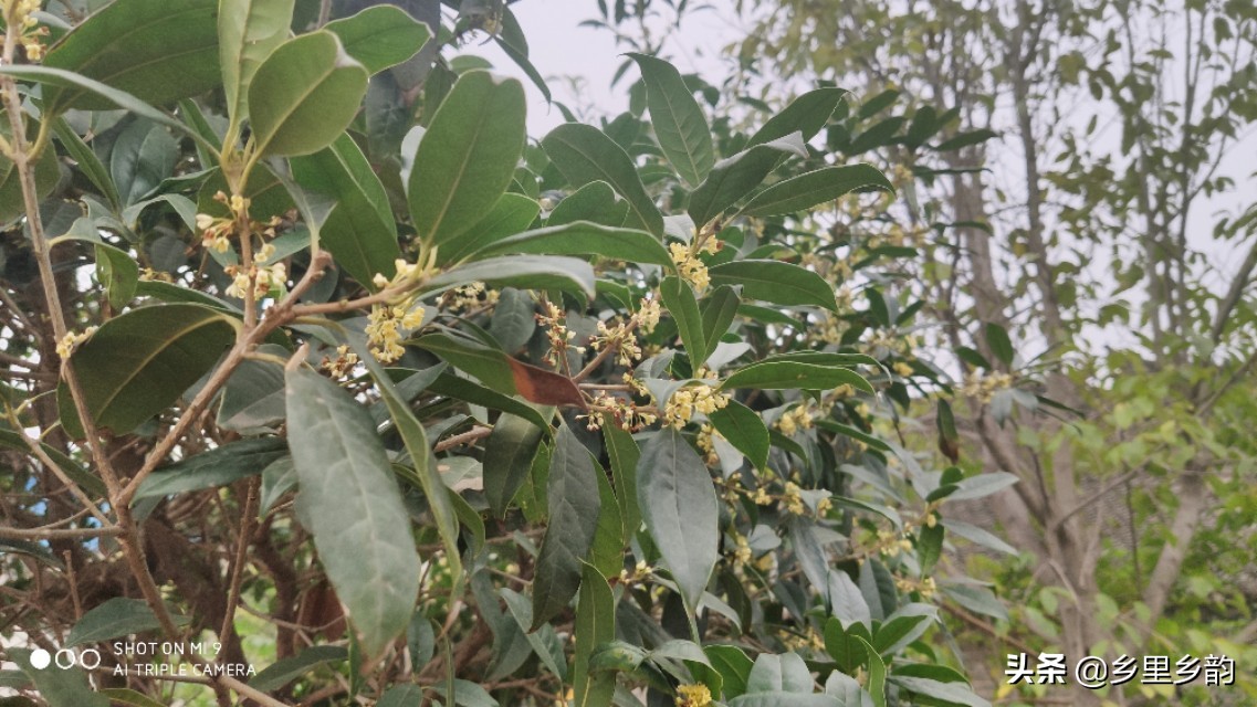 移栽过桂花树大量落叶怎么回事,移栽桂花树叶子掉光第二年发芽