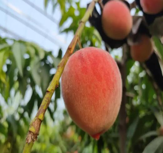 （坏果包赔）陕西水蜜桃毛桃，香甜可口，口感怡人，老少皆宜