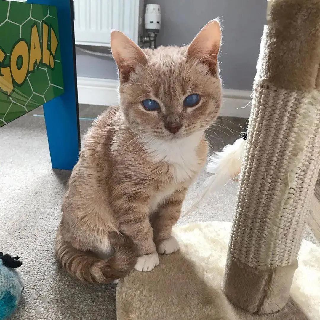 长了一双风暴之眼的侏儒猫咪，命运多舛，幸得善终