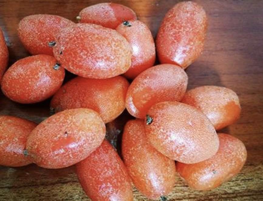 别看1种果子像“枣子”，殊不知珍贵，农地里要是有，要珍惜