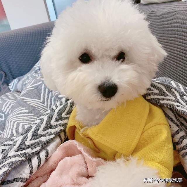 你知道狗狗的腥臭味是怎么来的吗？这才是给它们洗澡的原因