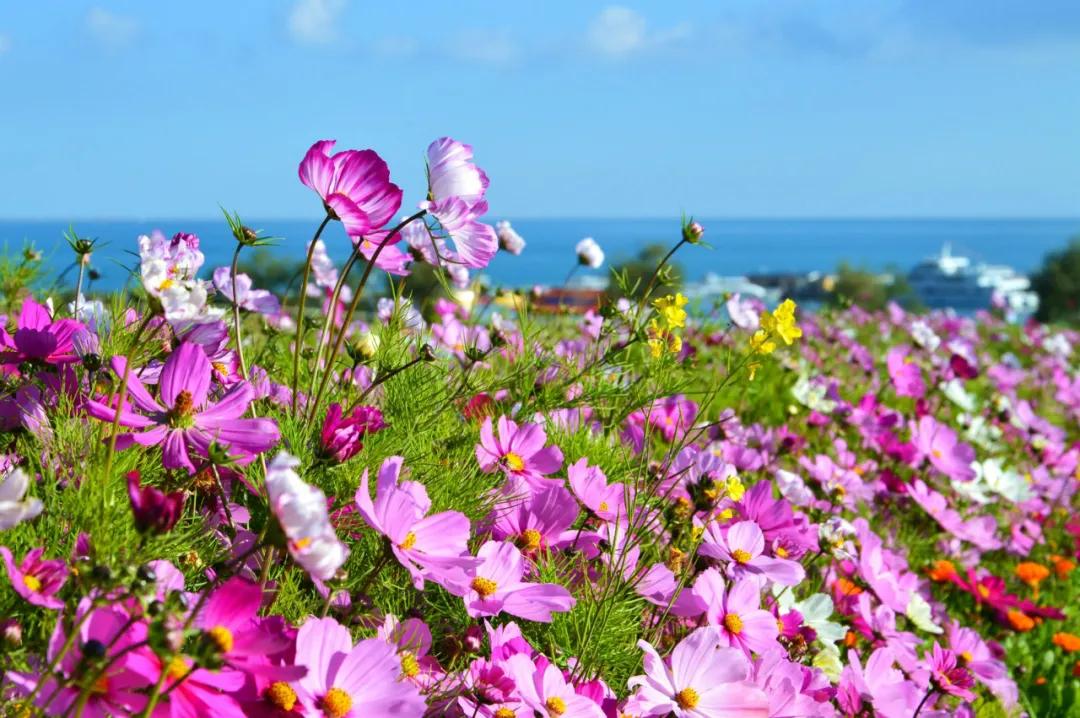 滇池边绝美花海,滇池南岸花海