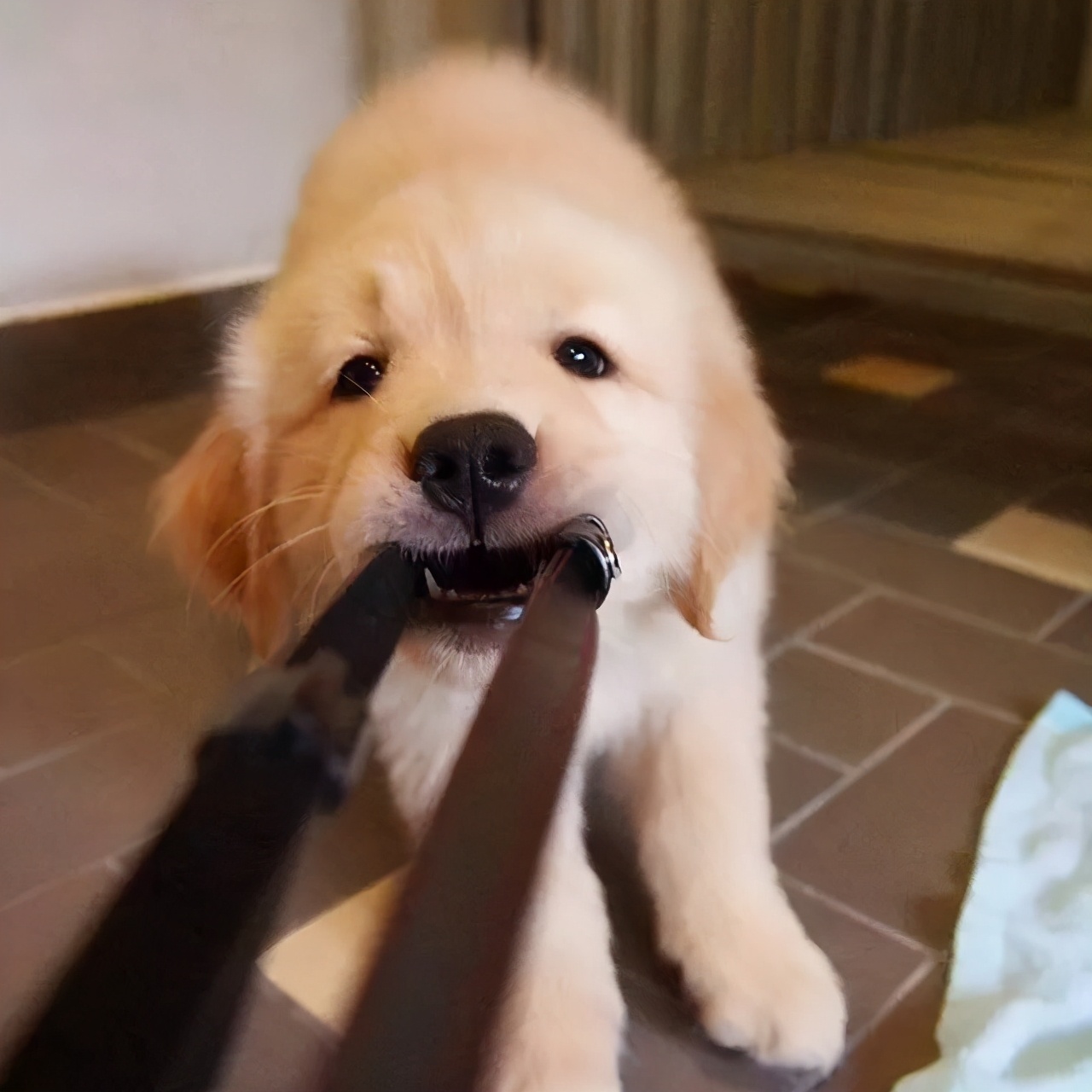 怎样正确饲养狗狗,如何科学饲养狗狗