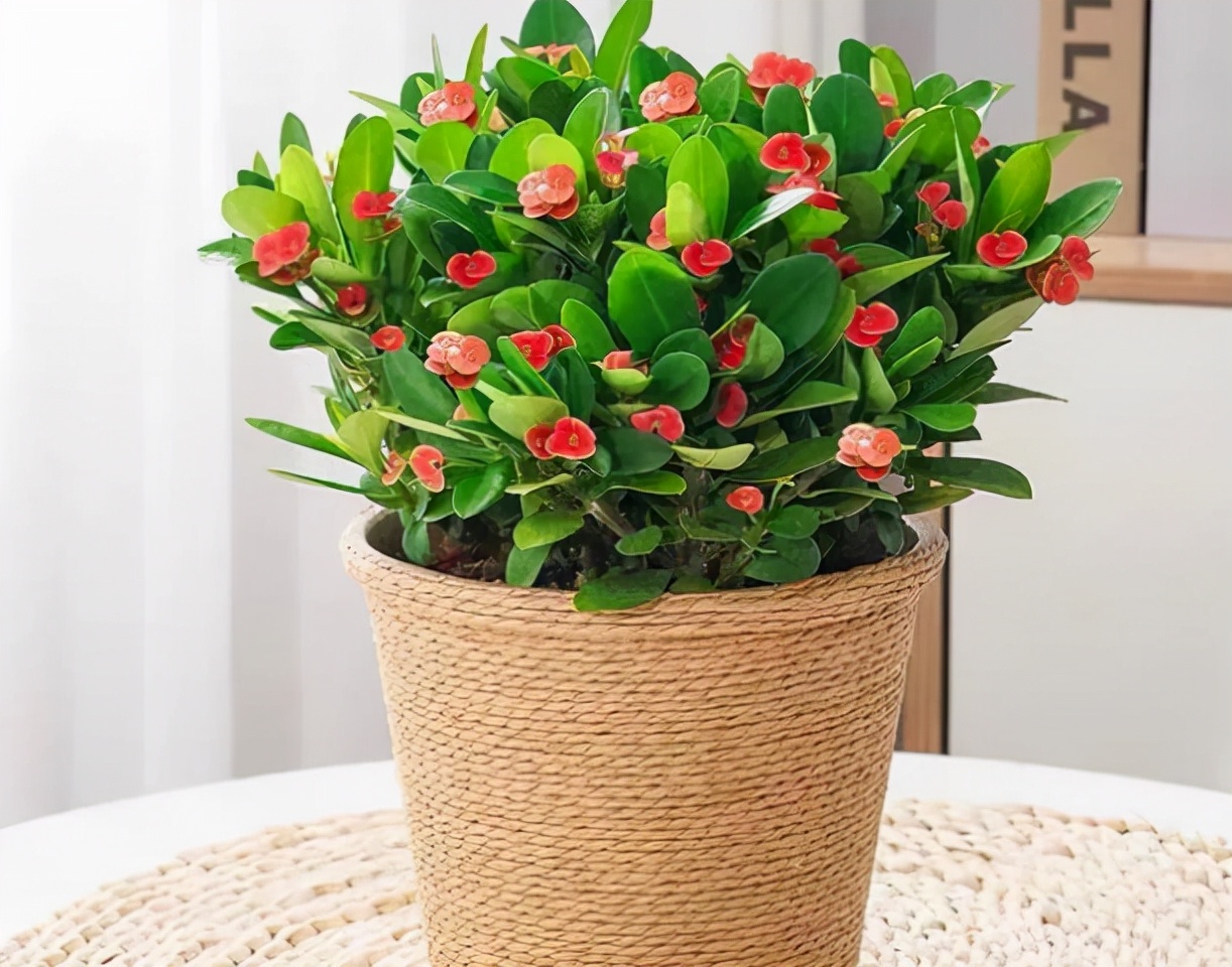 适合养在室内的红色花植物,大红色花盆栽什么植物好看