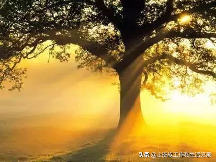 疯传的大树理论绝对经典,大树理论的书籍