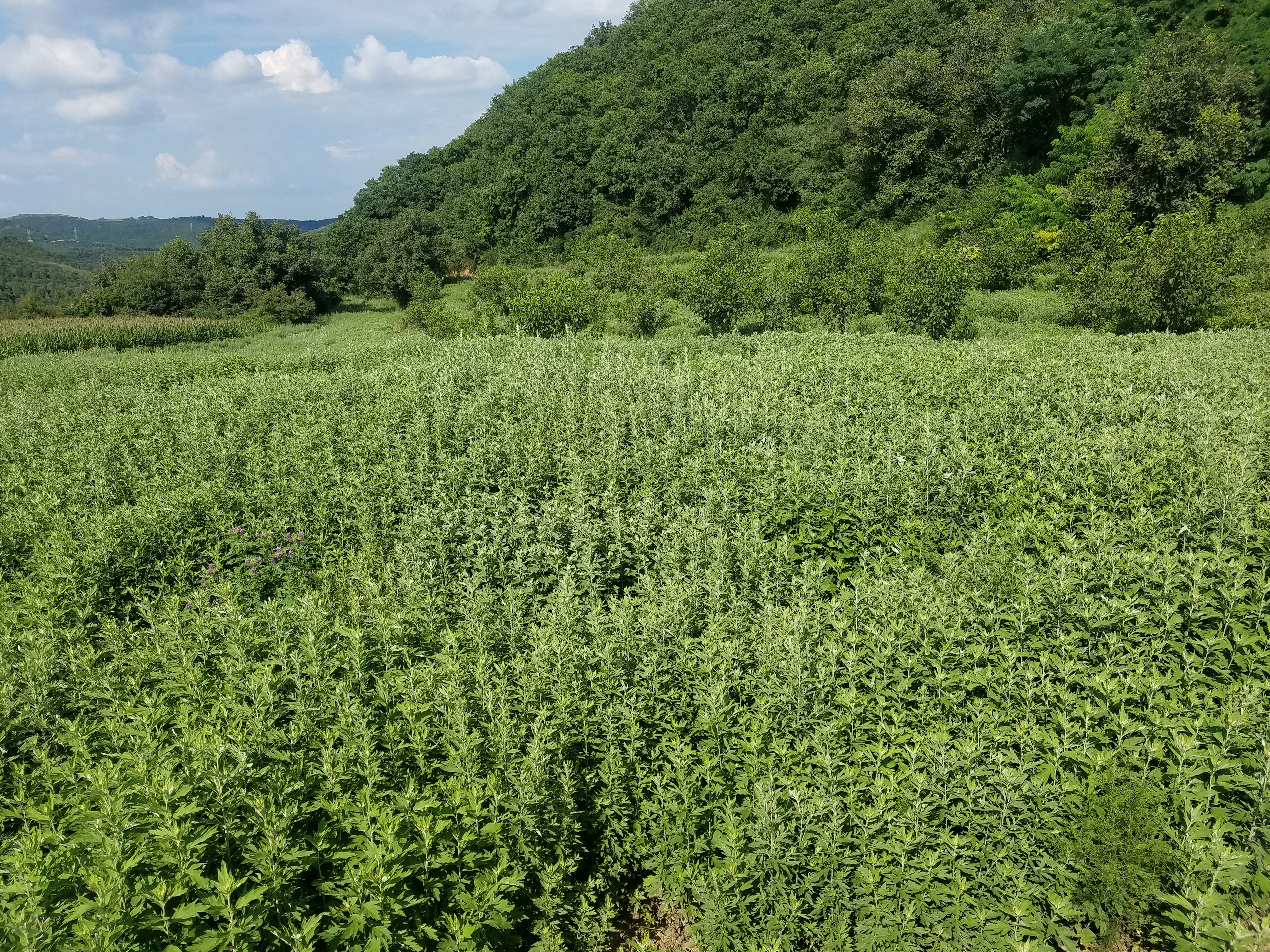 创业励志篇,艾草致富项目