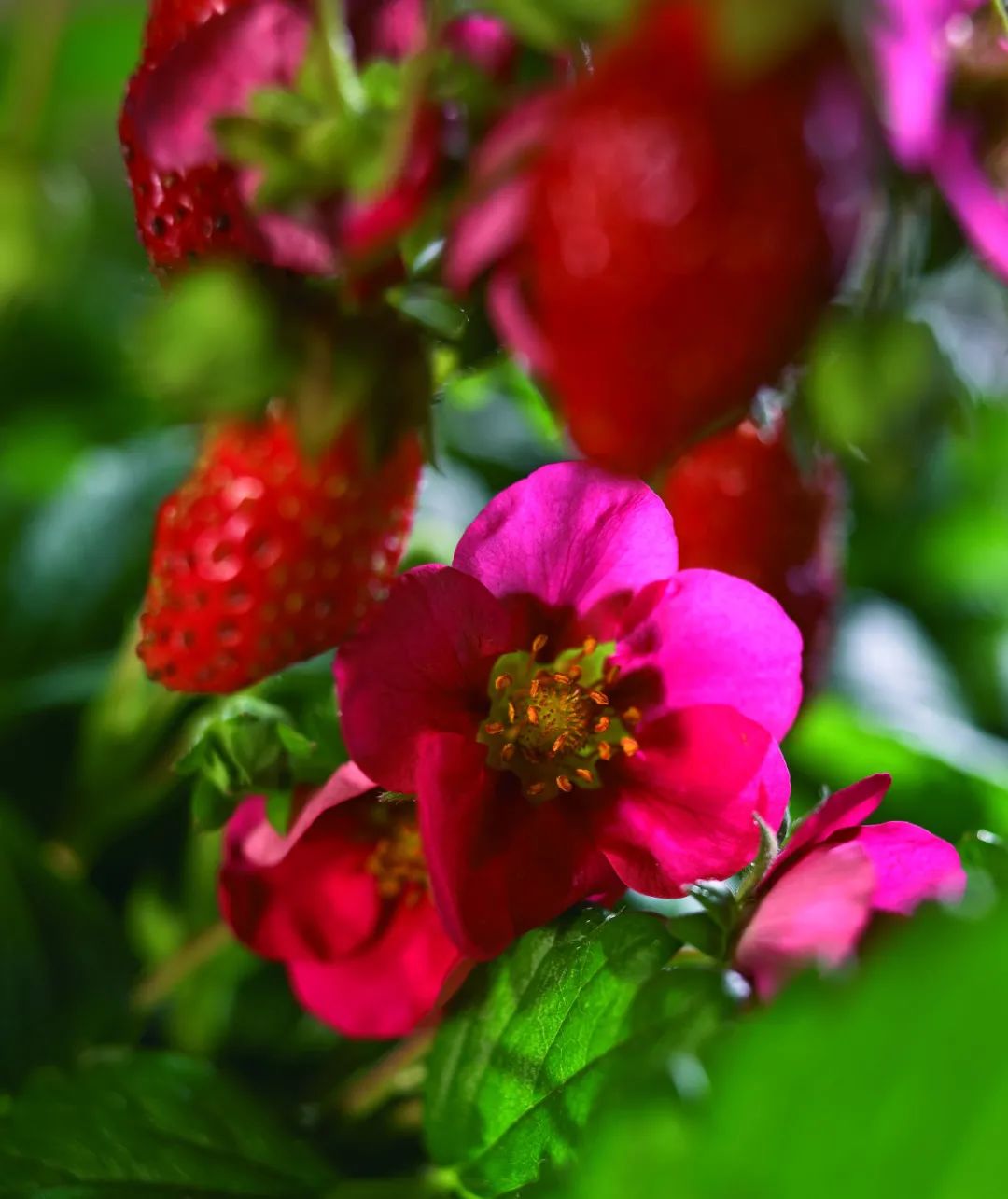 红花草莓托斯卡纳,红花草莓和白花草莓哪个好