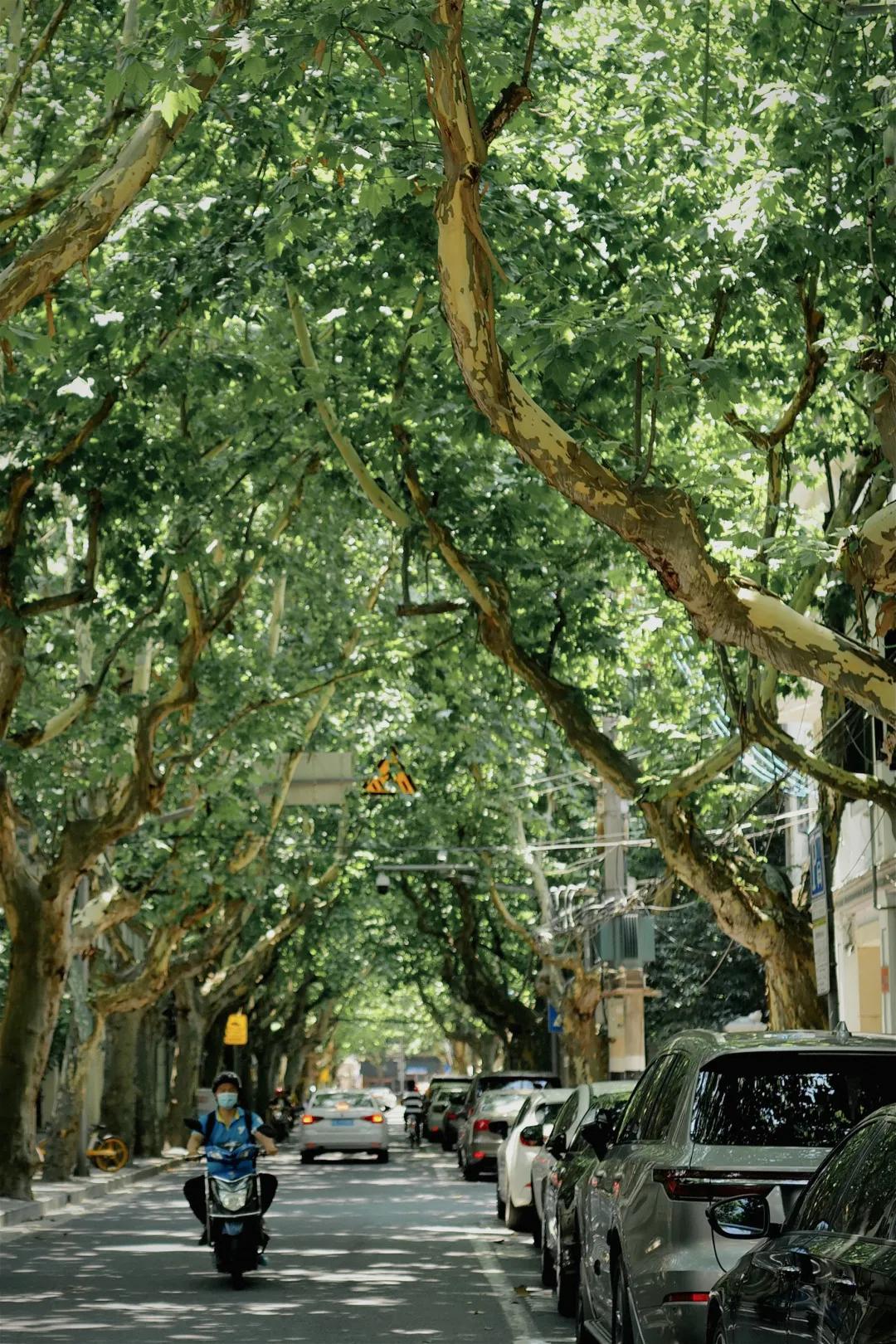 别争了,这条马路才是魔都内卷之王