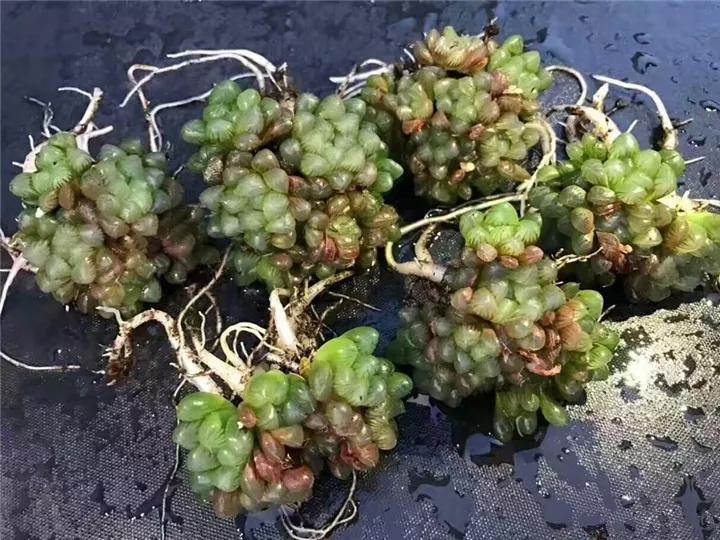 50款最红的多肉一棵多少钱,2021多肉植物掉价最多品种