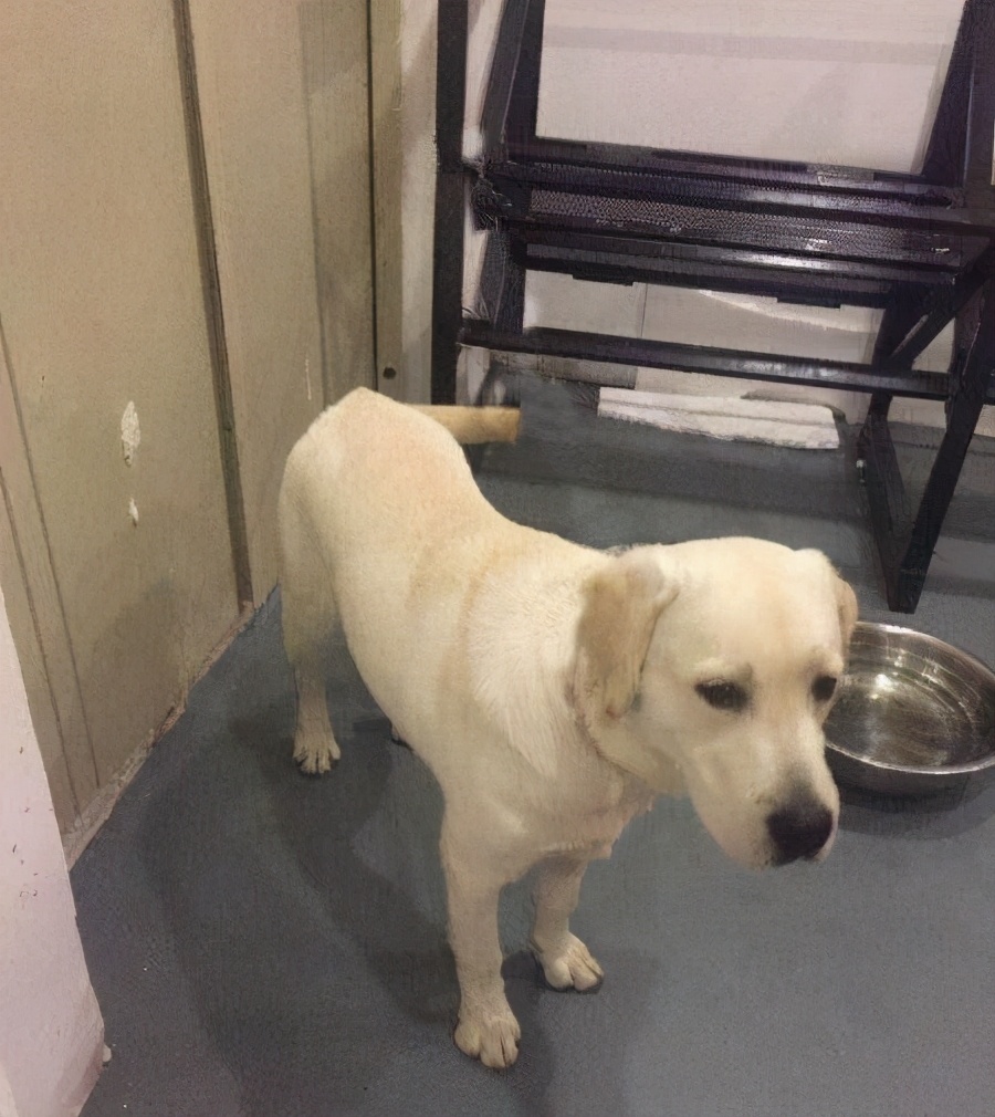 拉布拉多犬老是在主人脚下睡觉,怎么训练拉布拉多在马桶上厕所