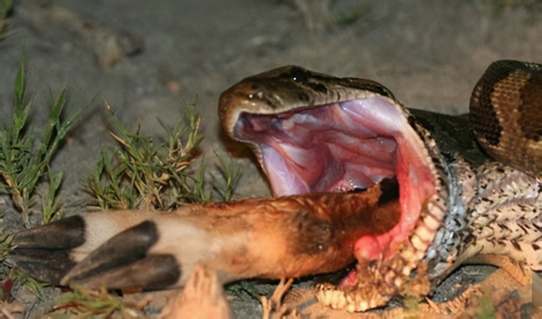 人类如果被蟒蛇活着吞进肚子里,用一把*首匕**能不能自救?