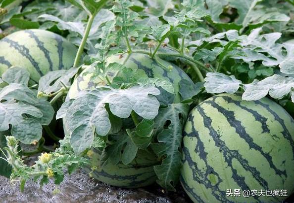 西瓜即将成熟怎么样能使西瓜更甜,为什么西瓜没小时候的好吃了