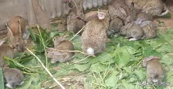 在农村养殖兔子赚钱吗现在,农村散养兔子赚钱吗
