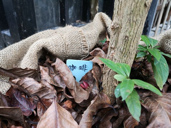 南宁比较有颜值的店,南宁特别好喝现磨咖啡店