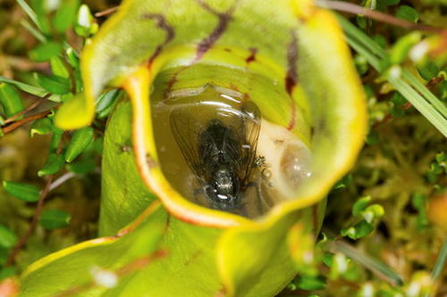 猴腺鸡尾酒背后的阴暗面,猴杯故事梗概