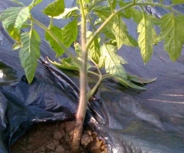 番茄出现黑杆和烂叶是什么病,番茄黑杆病怎么治