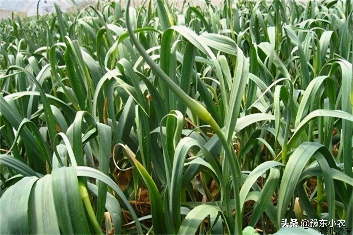 2023年大蒜干蒜价格能卖多少,2023年河南大蒜蒜苔价格行情预测