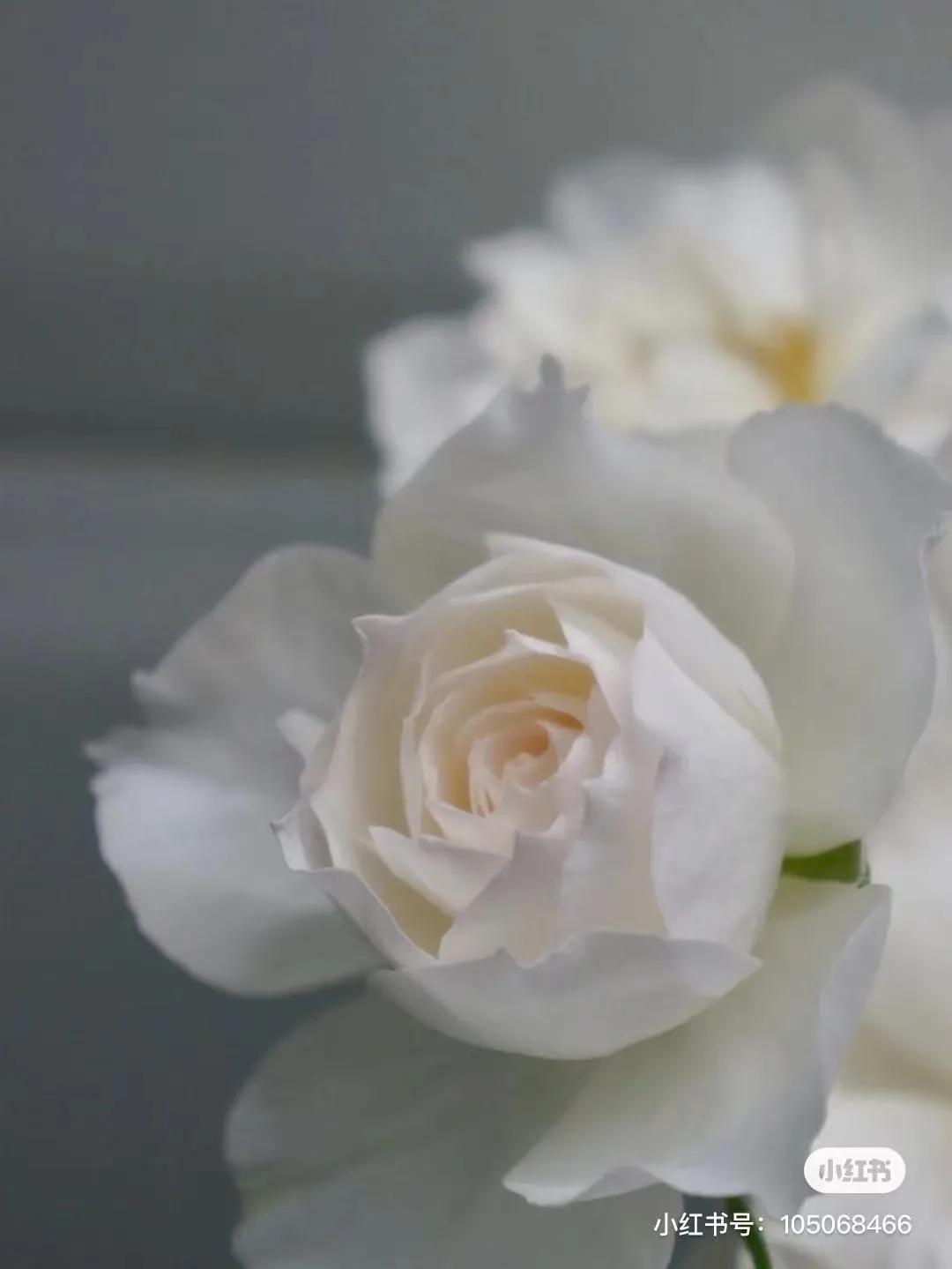 获得worldrose的12款月季品种,露台月季品种推荐