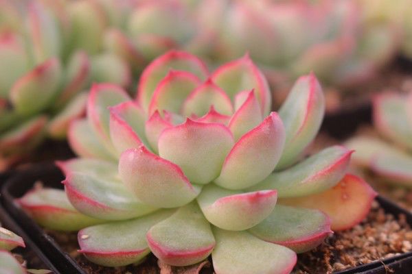 最值得买的多肉品种,包邮最漂亮多肉