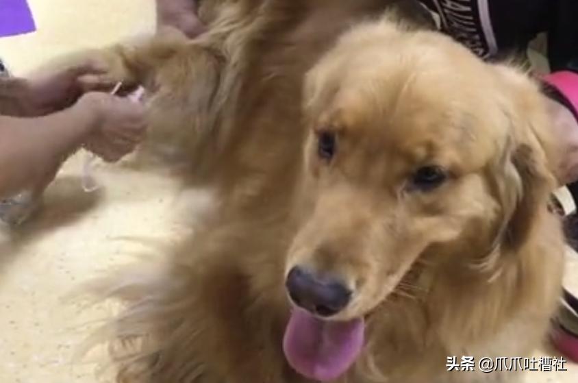 可怜的狗狗打针是怎么样的呢,狗狗打针反应迟钝智商受威胁