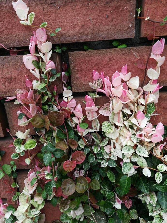 爬墙植物哪些最好养好看,爬墙效果好的植物