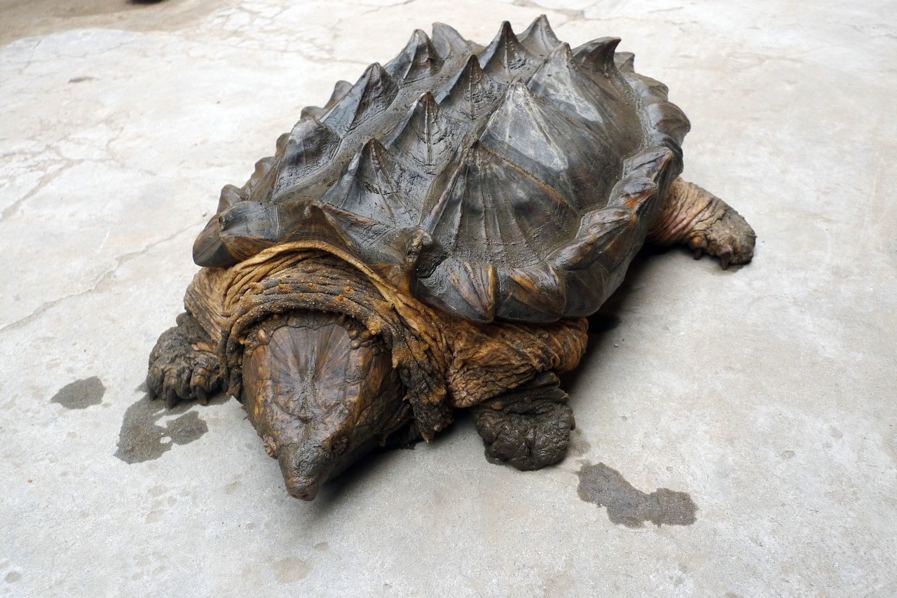 新手养龟和老手养龟前后态度变化,网购黄头侧颈龟到家后怎么养