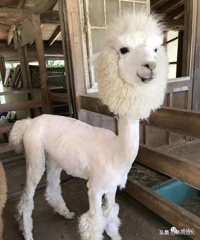 靠贴牌营收13亿！你盖的“南极人”还是精制羊毛被吗？